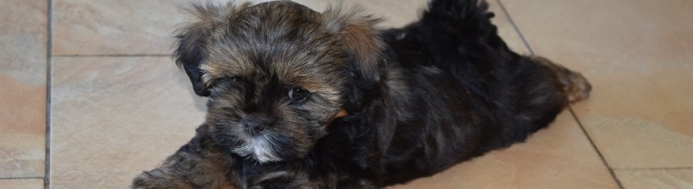 Naše štěnátka Lhasa Apso a Havanský psík