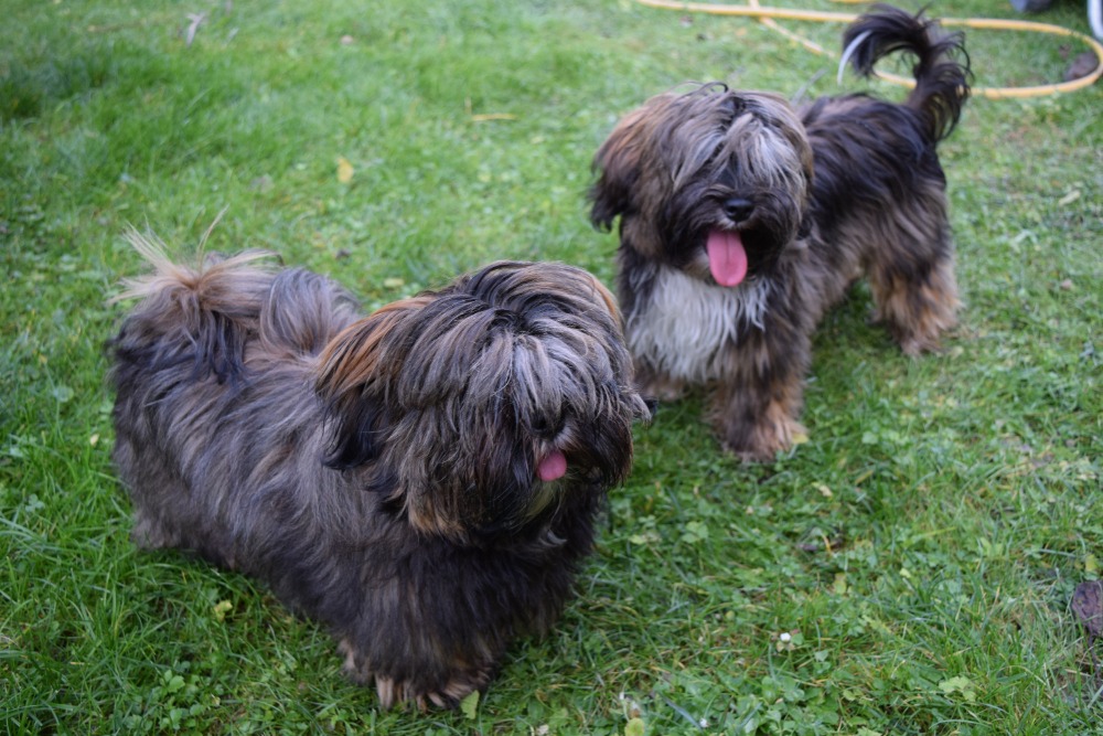 Naši psi Lhasa Apso